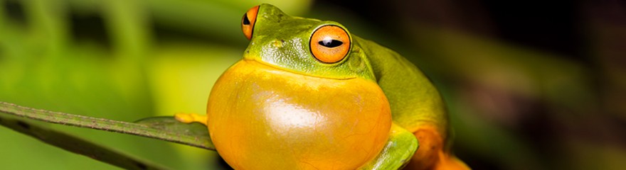 How to: macro photography and animals