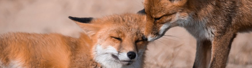 10 tips for photographing foxes