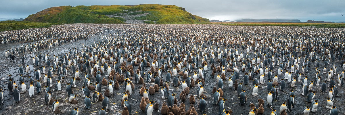 Interview with wildlife photographer Piet van den Bemd