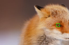 Sony Animal Eye Auto Focus