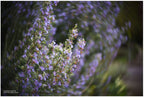 Lensbaby Twist 60 Nikon