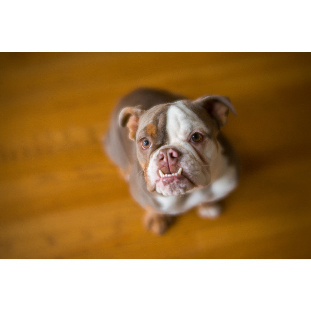 Lensbaby Velvet 56 Black Nikon
