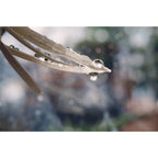 Lensbaby Velvet 56 Sony E-Attacco Nero