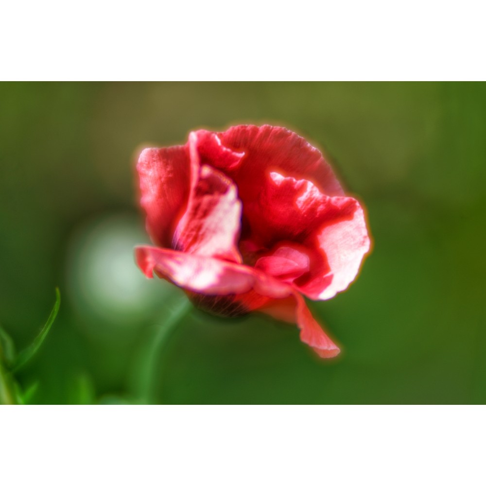 Lensbaby Velvet 85 black Nikon