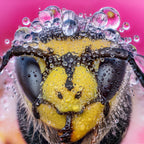 Laowa 25mm f/2.8 2.5-5x Ultra Macro Sony FE