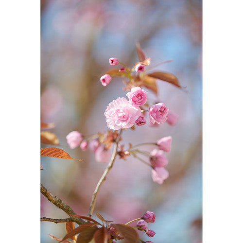 Zeiss Otus 100mm f/1.4 ZE Canon