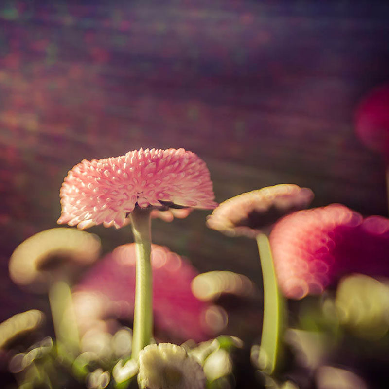 Lensbaby Composer pro II Canon RF con Sweet 50