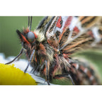 Laowa 100mm f/2.8 2X Ultra-Macro APO Obiettivo per Canon RF