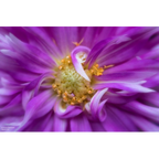 Lensbaby Spark 2.0 Nikon F (FX)