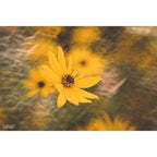 Lensbaby Composer Pro II w/ Double Glass II for Canon RF