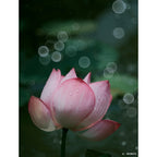 TTArtisan 100mm f/2.8 Bubble Bokeh M42 Black