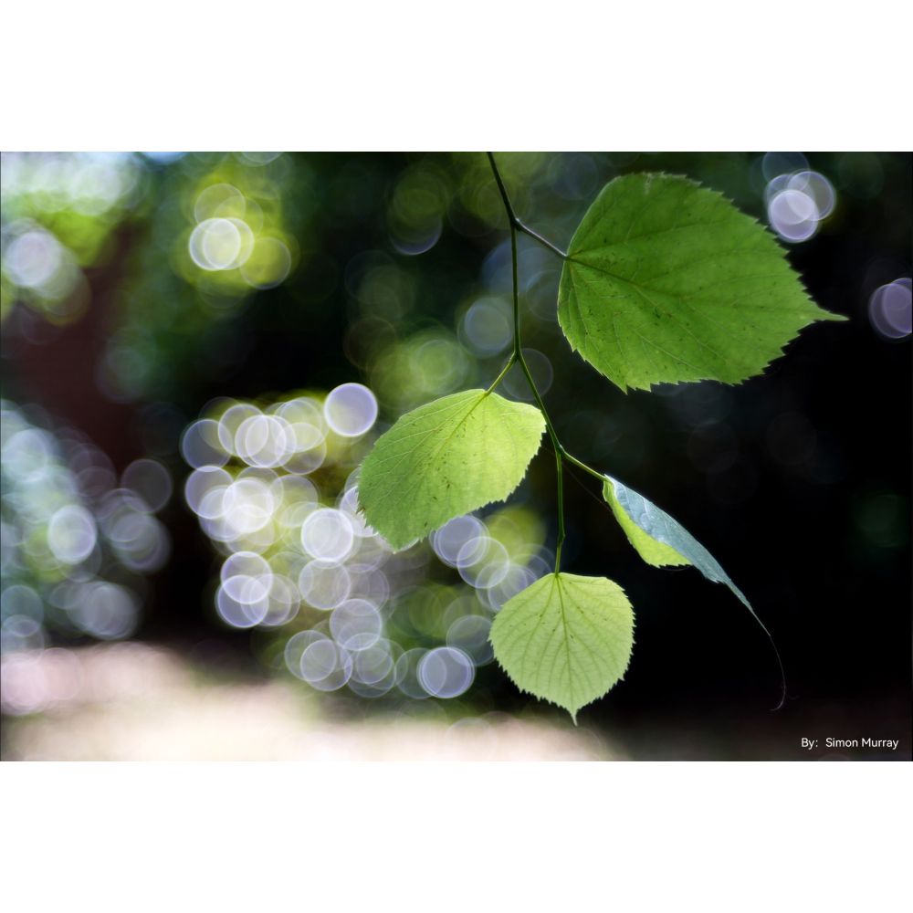 TTArtisan 100mm f/2.8 bokeh a bolle Leica M