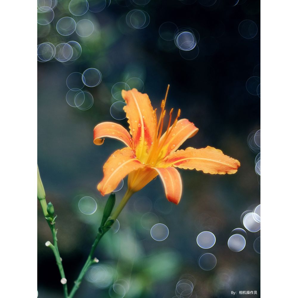 TTArtisan 100mm f/2.8 bokeh a bolle Leica M