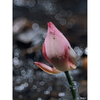 TTArtisan 100mm f/2.8 bokeh a bolle Leica M