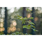 TTArtisan 100mm f/2.8 bokeh a bolle Leica M