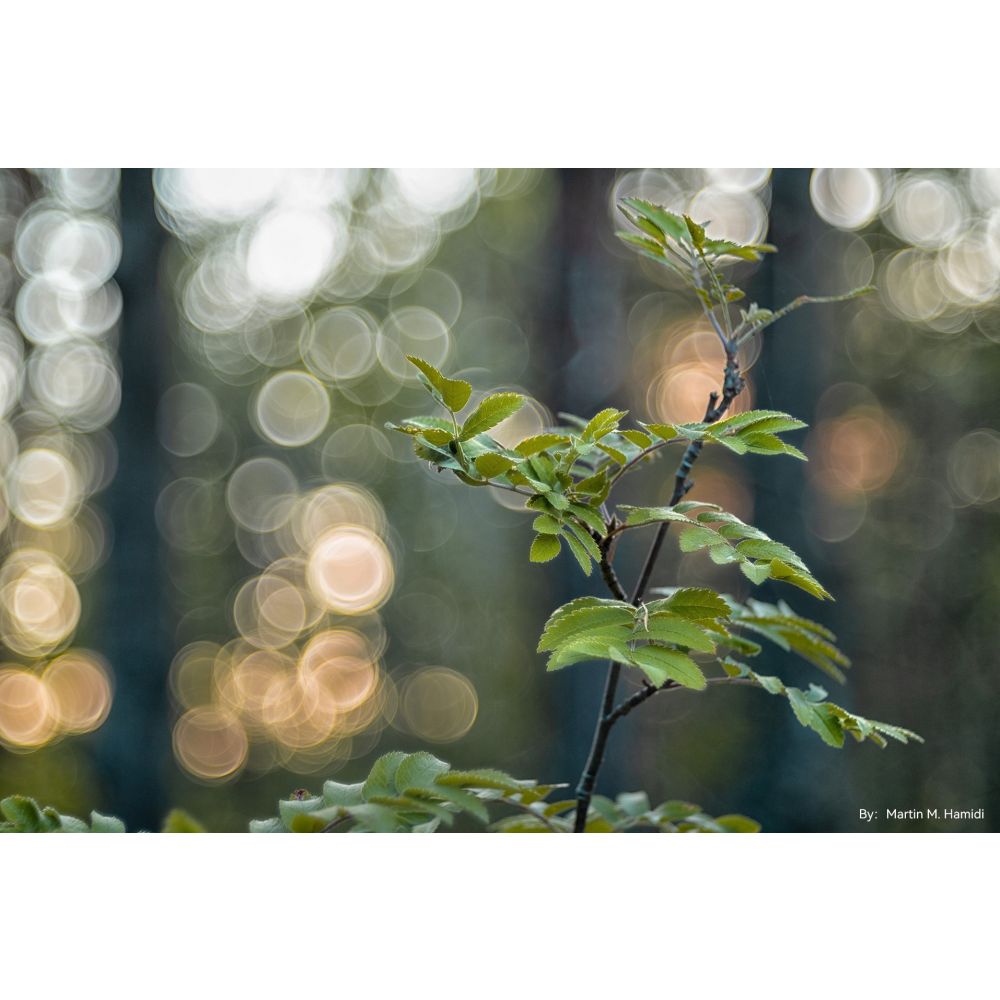 TTArtisan 100mm f/2.8 bokeh a bolle Leica M
