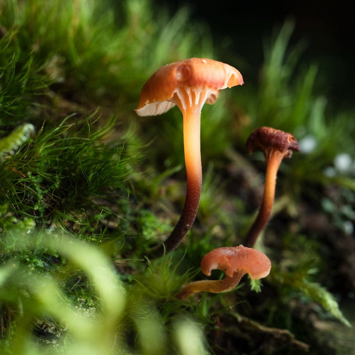 Tamron 90mm f/2.8 Di III Macro VXD Nikon Z