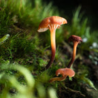 Tamron 90mm f/2.8 Di III Macro VXD Nikon Z