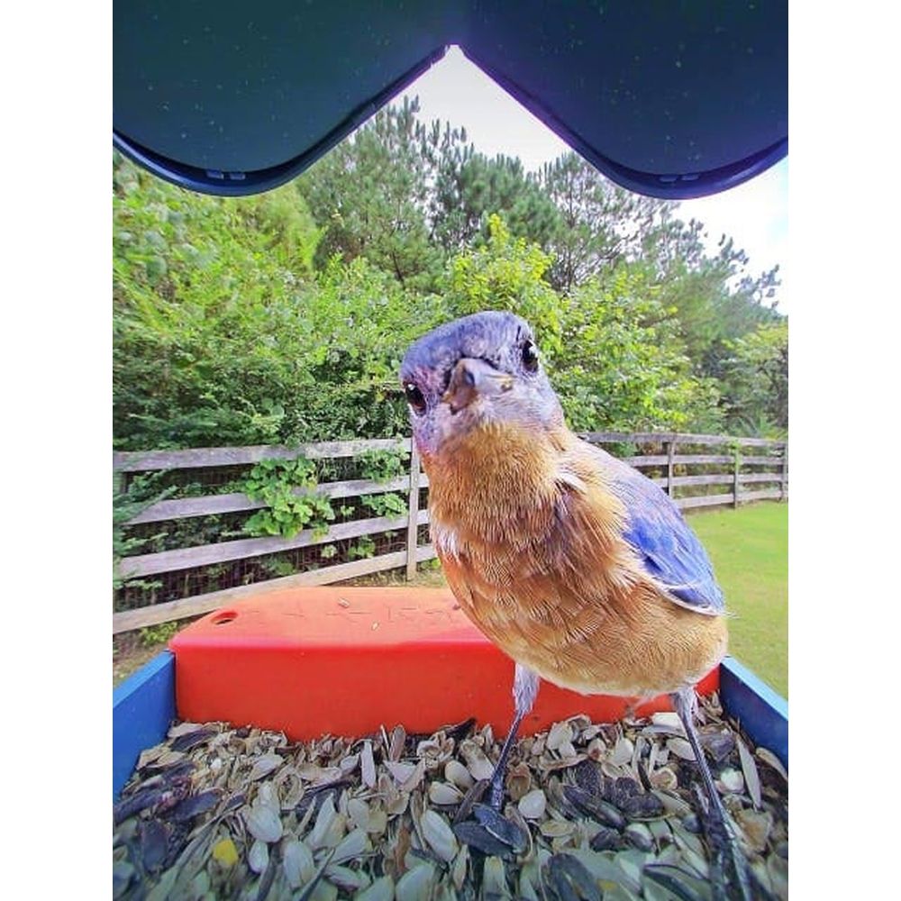 Bird Buddy 2.0 mangiatoia intelligente per uccelli con pannello solare