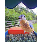 Bird Buddy 2.0 mangiatoia intelligente per uccelli con pannello solare