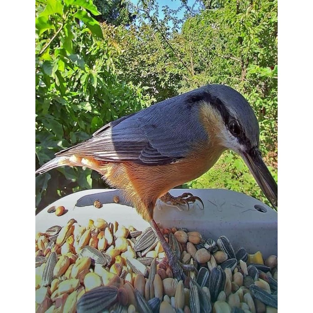 Bird Buddy 2.0 mangiatoia intelligente per uccelli con pannello solare