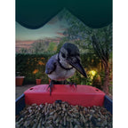 Bird Buddy 2.0 mangiatoia intelligente per uccelli con pannello solare