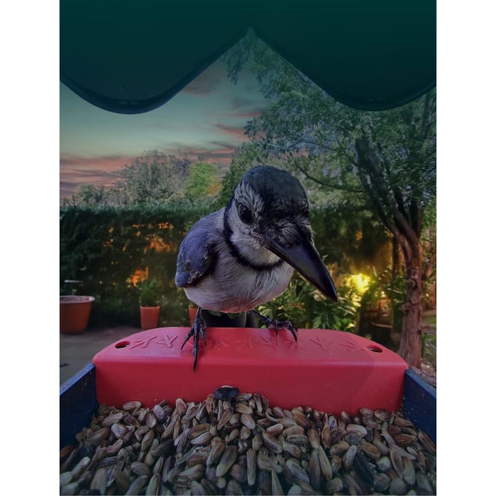 Bird Buddy 2.0 mangiatoia intelligente per uccelli con pannello solare