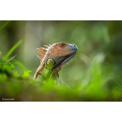 Sony FE 400-800mm f/6.3-8 G OSS