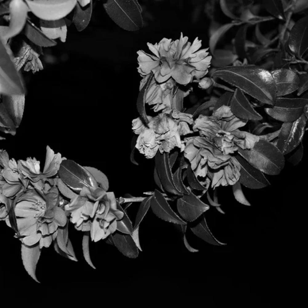 Ricoh GR IV Monochrome