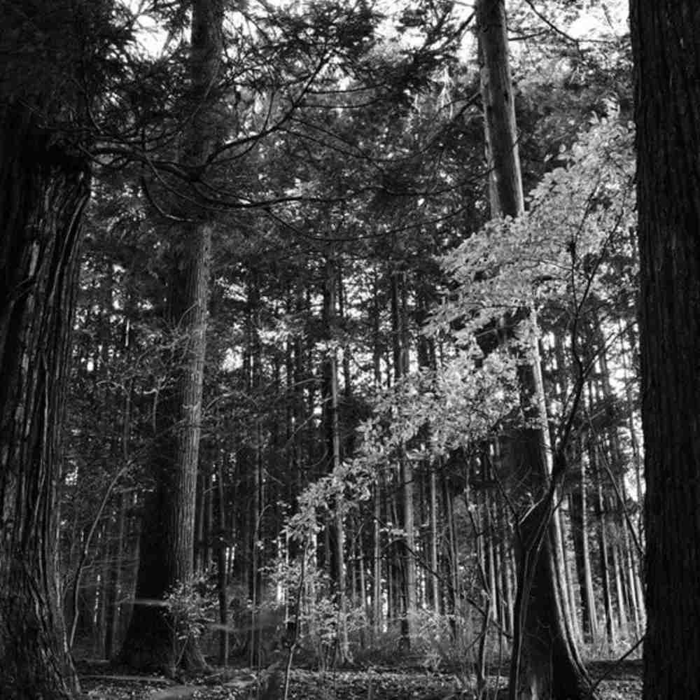 Ricoh GR IV Monochrome