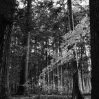 Ricoh GR IV Monochrome