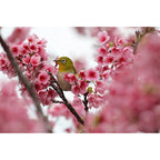 Canon EOS R100 + RF-S 18-45mm IS STM + RF 75-300mm f/4-5.6