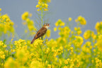 Sony FE 100-400mm f/4.5 GM OSS