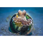 Sealife Macro lens +6 (67mm) for all Sportdiver models