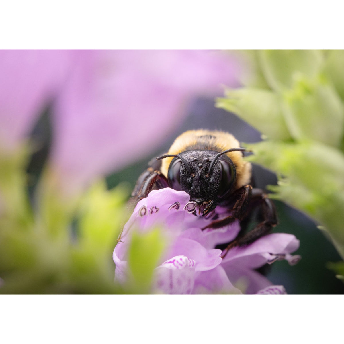 Laowa Acris 35mm f/2.8 1X Macro APO (Auto Focus) - Canon EF